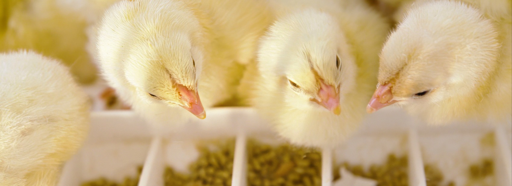 Norsk Kylling er først i Norge med ny klekketeknologi for kylling