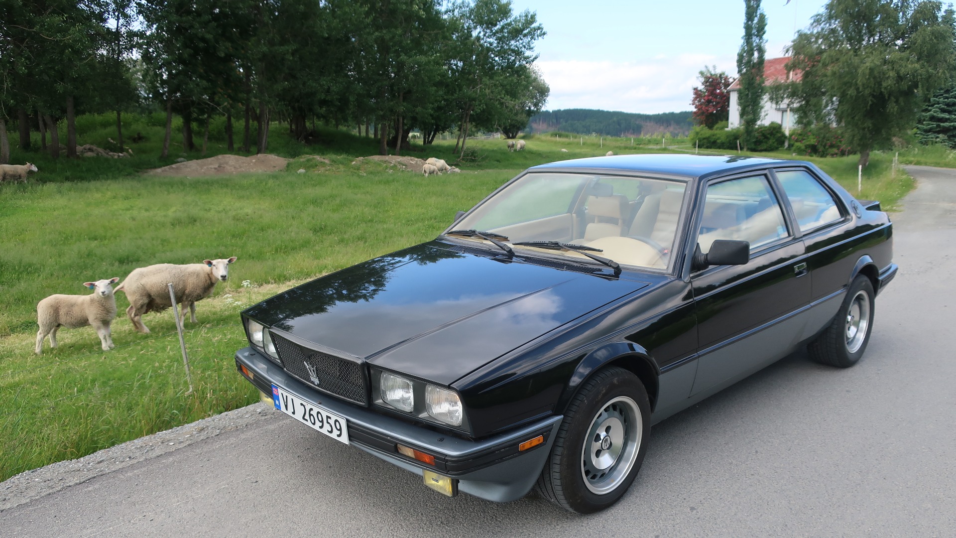 Sauer er trivelige dyr, og de støter man på flere steder.