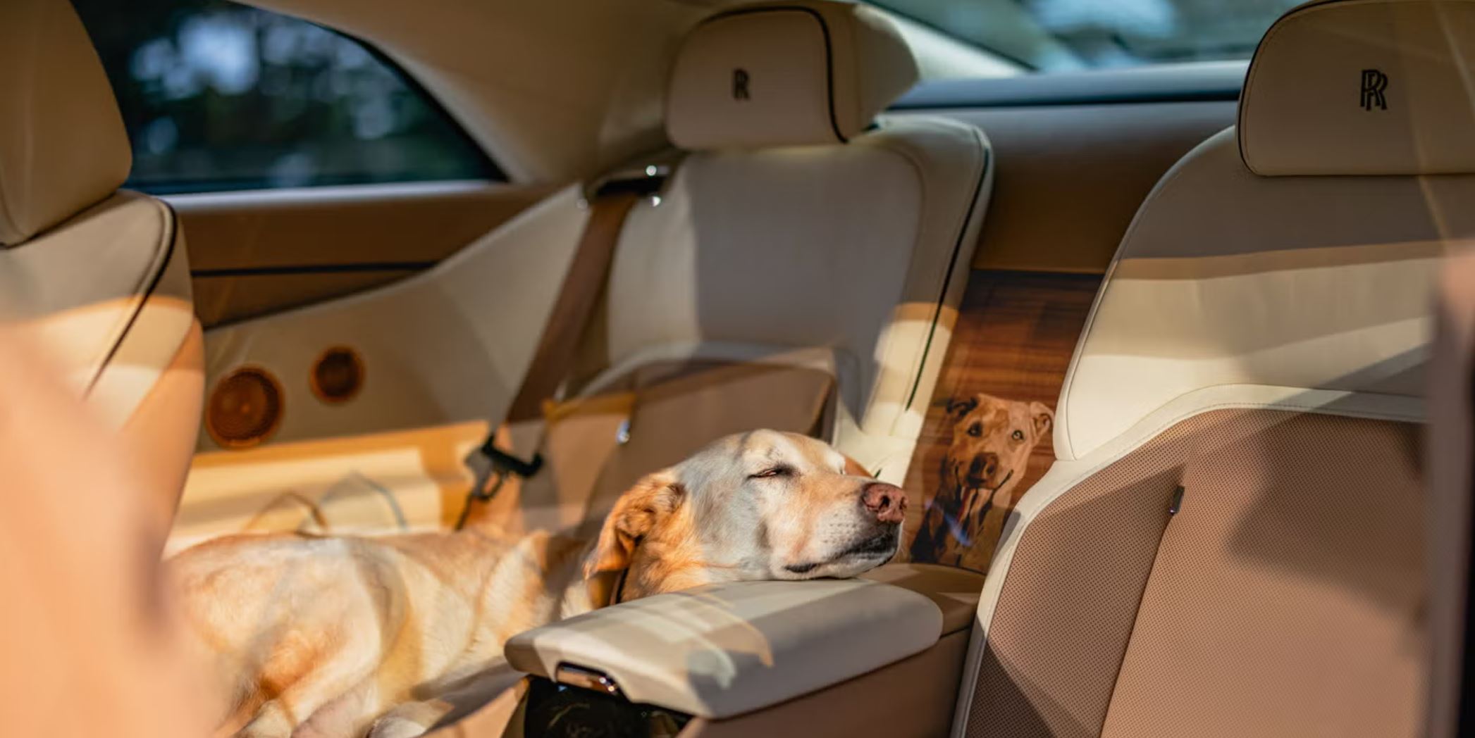 Bailey trives i bilen