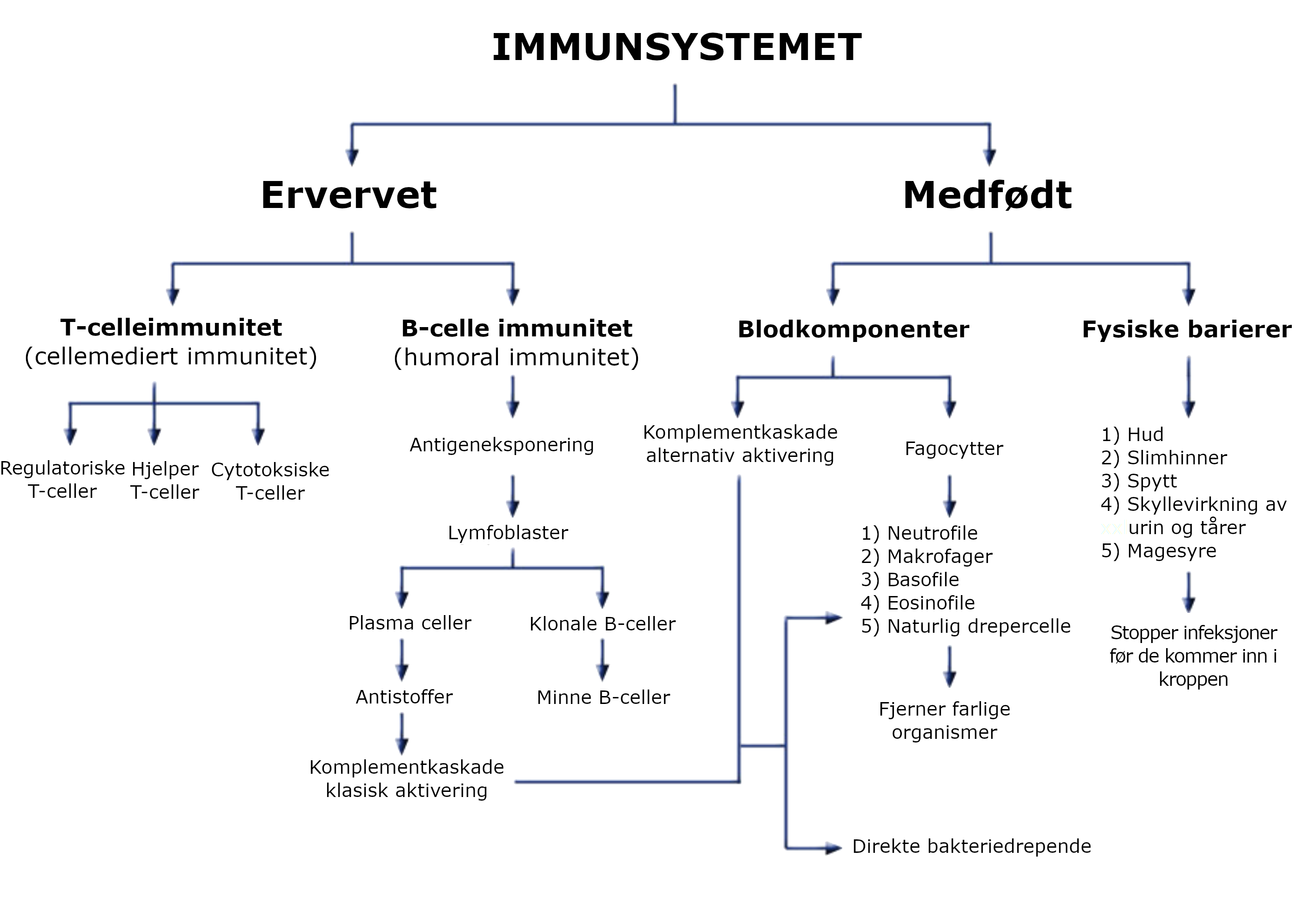 inndeling av immunsystemet